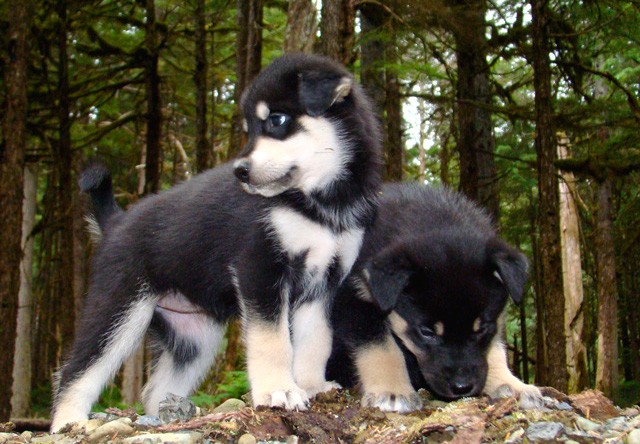 young puppies