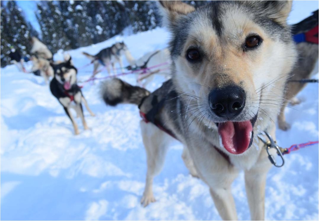 anchorage dog sledding